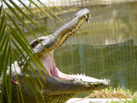 Bestand:Krokodil in Portugal.jpg