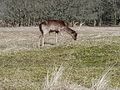 Hert in de duinen.jpg