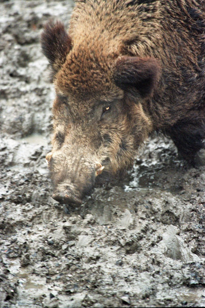 Bestand:Wildzwijn1.jpg