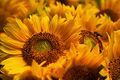 Sunflowers-g4310b2131 1920.jpg
