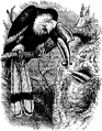 Neushoornvogel voedt vrouwtje.png