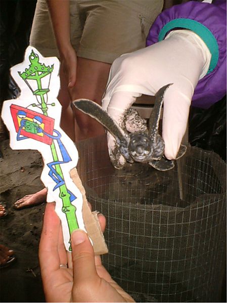 Bestand:Schildpadje in de hand.jpg
