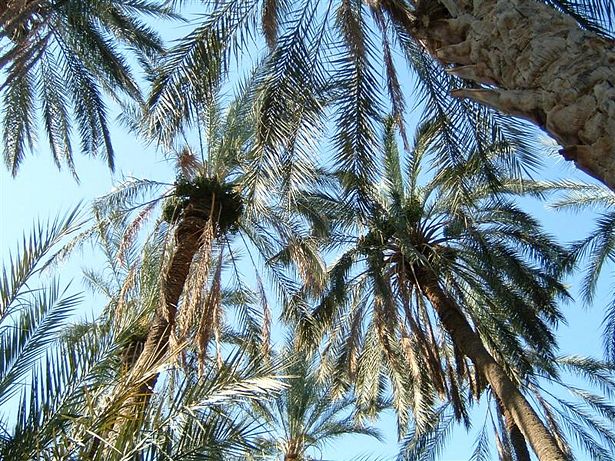 Palmboom.JPG