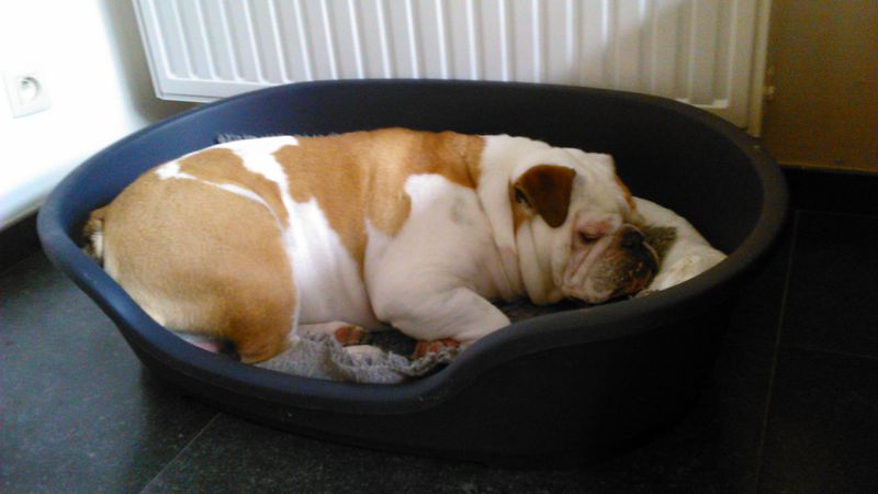 Bestand:Engelse buldog.jpeg
