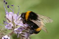 Hommel.JPG