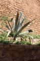 Cactus in Marokko.JPG