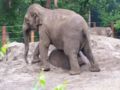 Dierentuin amersfoort olifant.JPG