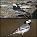 Photo-collage-witte kwikstaart-ondersoort.png.png