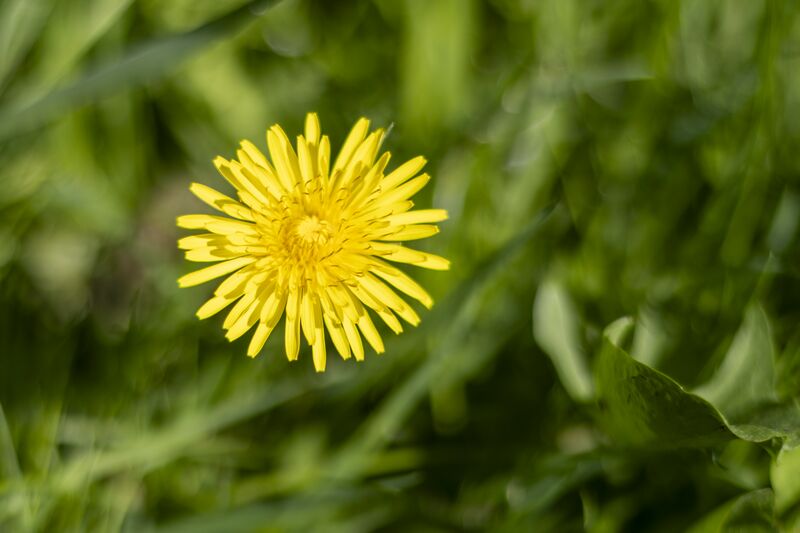 Bestand:VOORBEELD groot diafragma paardenbloem.jpg