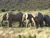 Afrikaanse babyolifant trompettert(Zuid-Afrika)