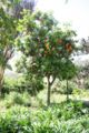 Sinaasappelboom in Marokko.JPG