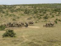 Afrikaanse olifanten drinken een poel leeg(Zuid-Afrika)