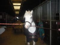 Prins het witte paard