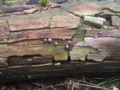 Miniatuurafbeelding voor de versie van 28 jun 2012 10:29
