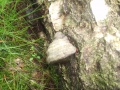 Miniatuurafbeelding voor de versie van 28 jun 2012 10:31