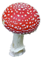 Amanita muscaria mushroom (transparant).png