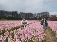 Bollenveld in Lisse