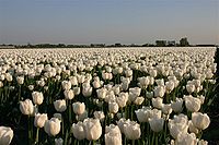 Bollenveld tulpen 2.JPG