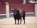 Toroencorrida.jpg