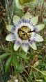Passiflora (passiebloem).jpg