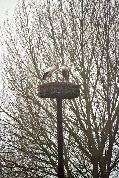 Bestand:Ooievaar.jpg