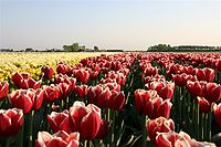 Bollenveld tulpen.JPG