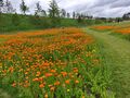 BloementuinenFloriade.jpg