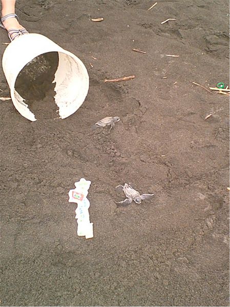 Bestand:Schildpadjes uit emmer.jpg